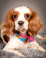 Foster josephina-3728