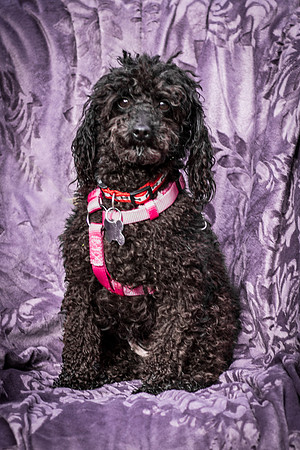 Foster Mindy-2703