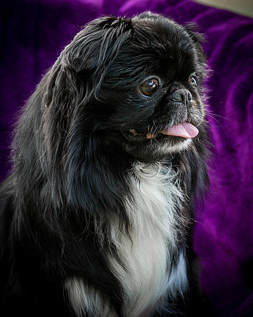 Foster Prince-0986
