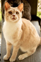 Darlington  Cats-9446