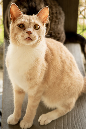 Darlington  Cats-9446
