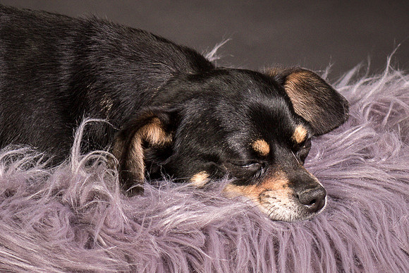 Foster Pansy-9426