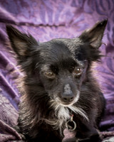 Foster Julio-6266
