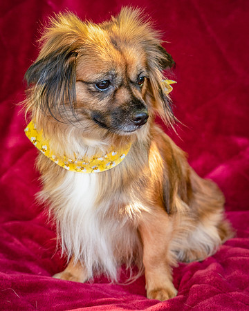 Foster Petunia-9345