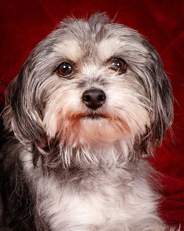 Foster Alex-6168