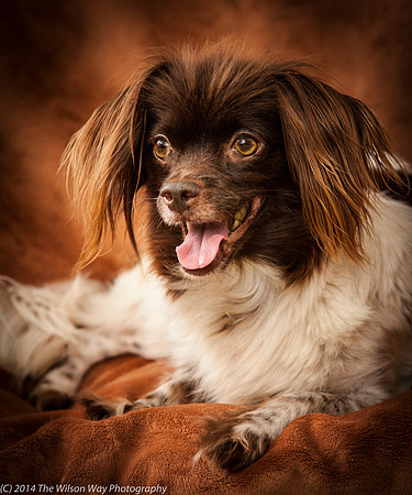 Foster Cerise-2251