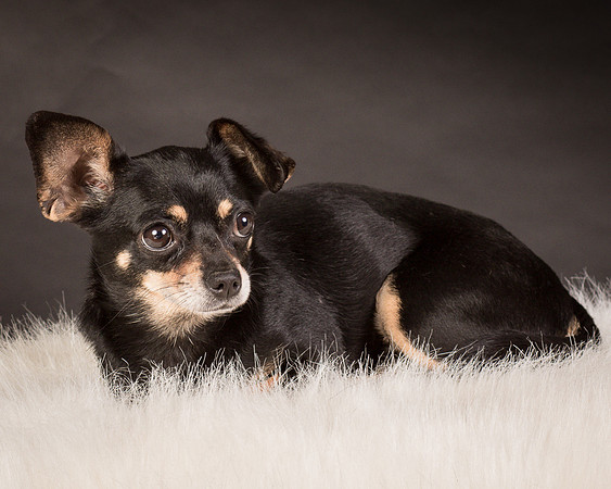 Foster Pansy-9375
