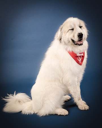 Foster Thor-3841