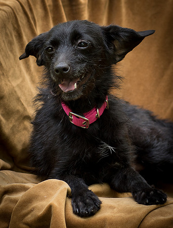 Foster Noche-0765