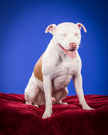 Bruns-Melo and Gracie-3054