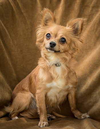 Foster Dolly-7710
