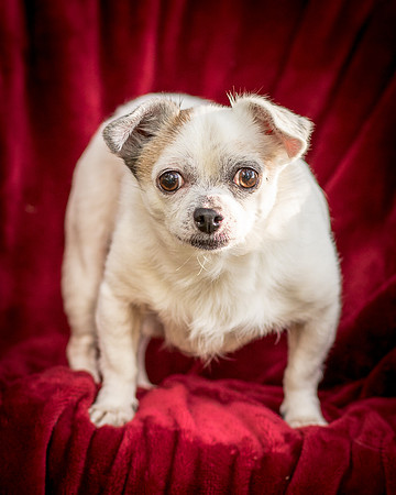 Foster Petey-9407