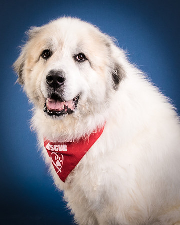 Foster Thor-3850