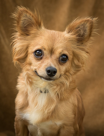 Foster Dolly-7731
