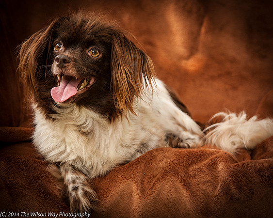 Foster Cerise-2348