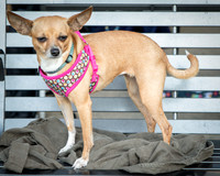 Foster Metta-9849