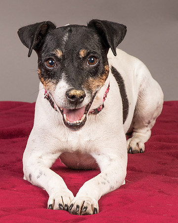 Foster Pollyanna-3803