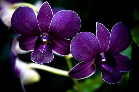 flowers-9161