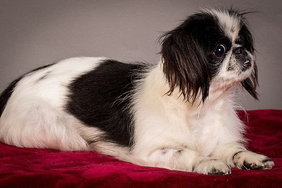 Foster Gypsy Rose-7788