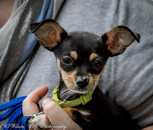 Foster Dandelion-9090