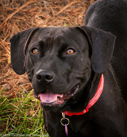 Foster Saratoga-9806