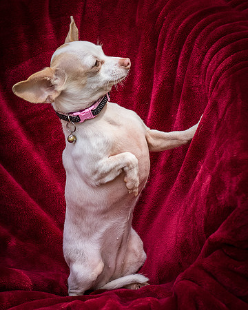 Foster Mrs C-8061