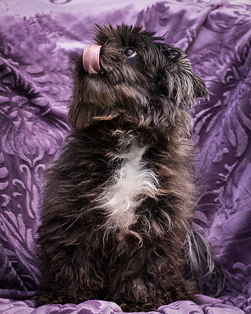 Foster Sammy-8263