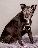 Foster Kendal-8753