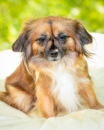 Foster Petunia-9253