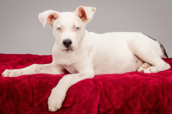 Foster Alvin-4792