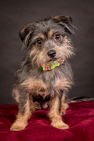 Foster Nadine-9623