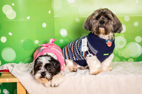 Teddy and Daisy-1714