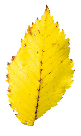 Leaf_10