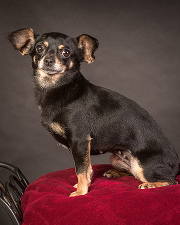 Foster Pansy-9497