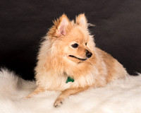 Foster Talon-0696