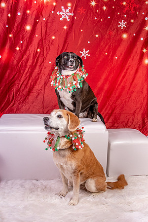 Annie n Coco-2477