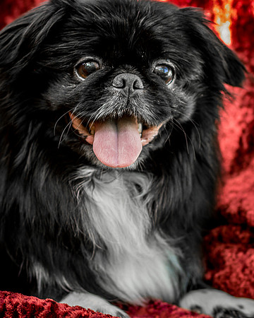 Foster Prince-0927