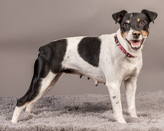 Foster Pollyanna-4007