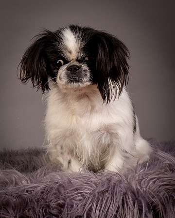 Foster Gypsy Rose-7843