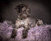 Foster Mokey-1328