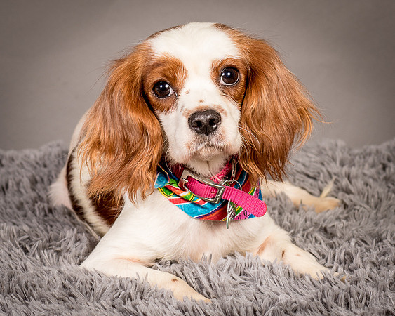 Foster josephina-3731