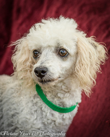 Foster Betty White-3043