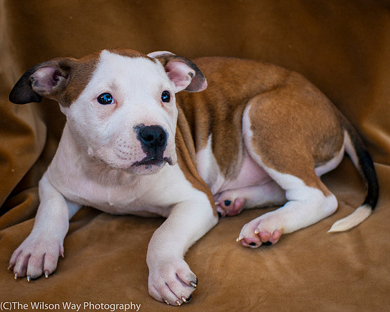 Foster Arlo-9327