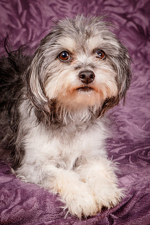 Foster Alex-6280