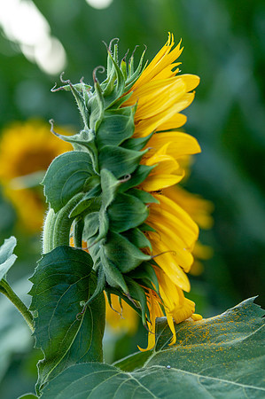 sunflowers-2025
