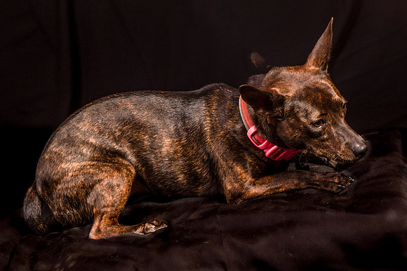 Foster Gretel-1132