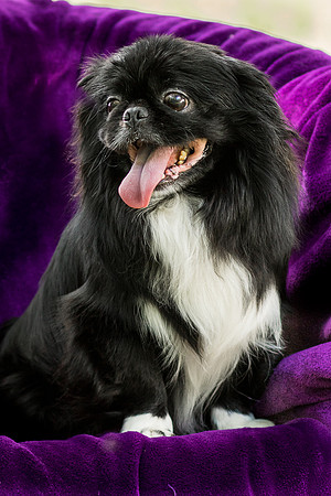 Foster Prince-0833