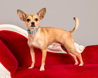 Foster Crouton-3753