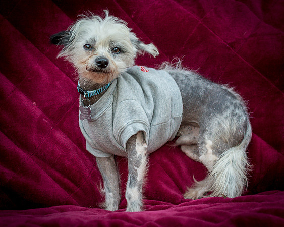 Foster Freckles-5490