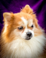 Foster Kermit-8891